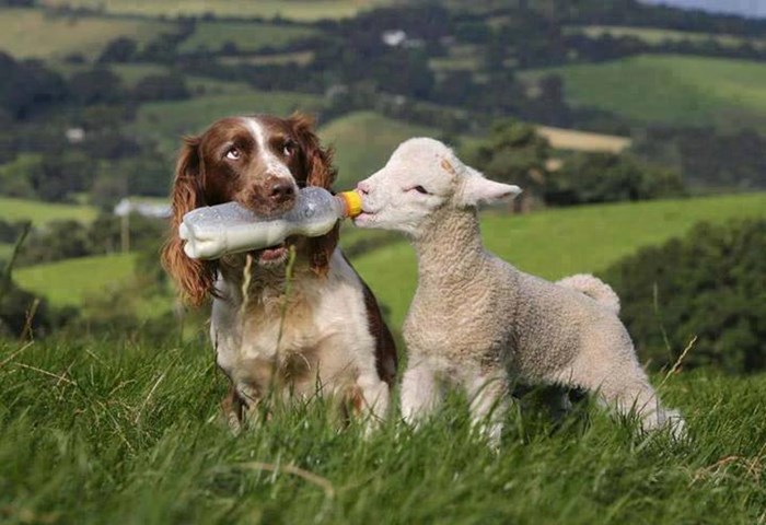 Pas ovčar doslovno shvatio svoju dužnost