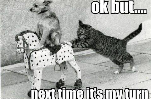 Pas uspio pokoriti macu: Tko je sad kralj, ha?