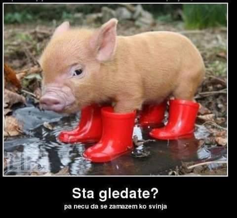 Svinjice su pametne, a vidimo kuže se i u logiku