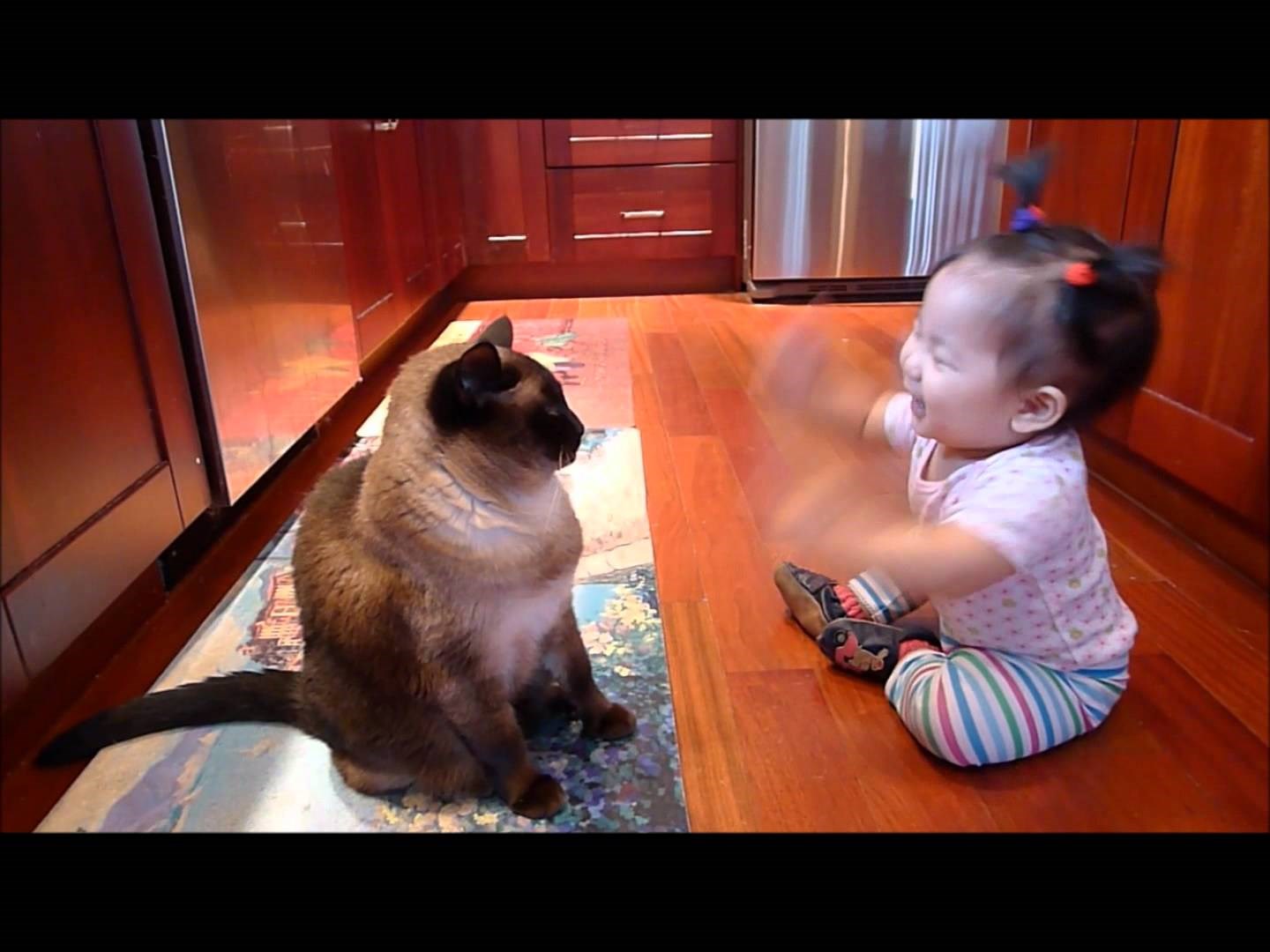 NAJSLAĐI VIDEO DANA: Curica razgovara sa zbunjenom mačkom!