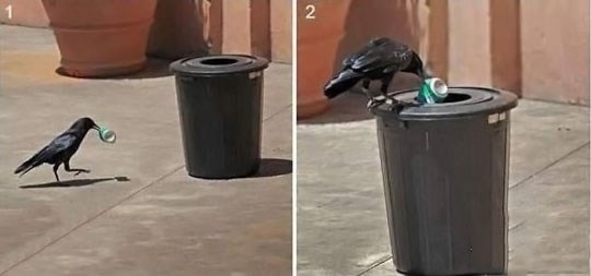 Priznajte, ova ptica vas je posramila kao ljudsko biće