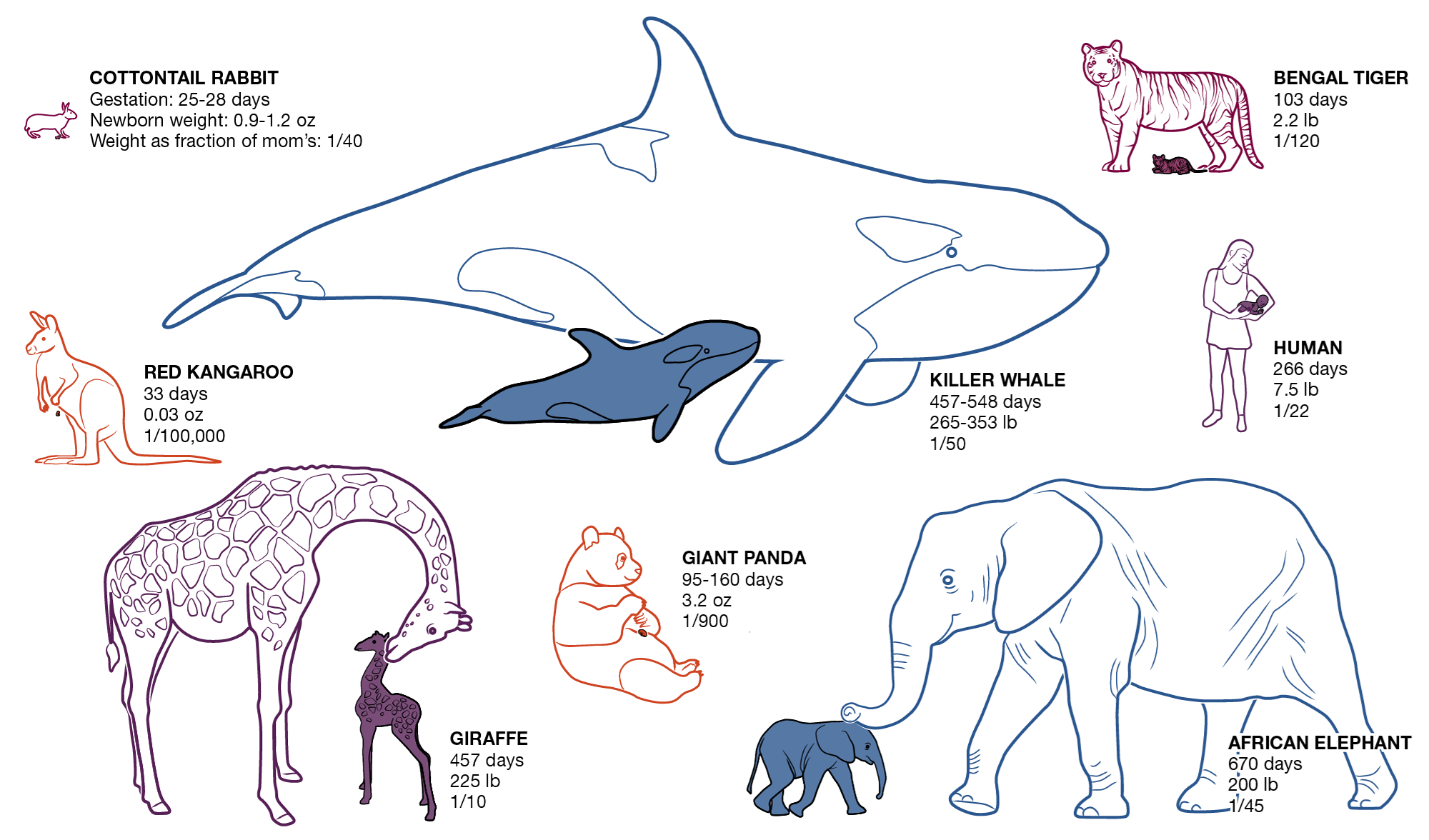 Koje životinje imaju najveće bebe?