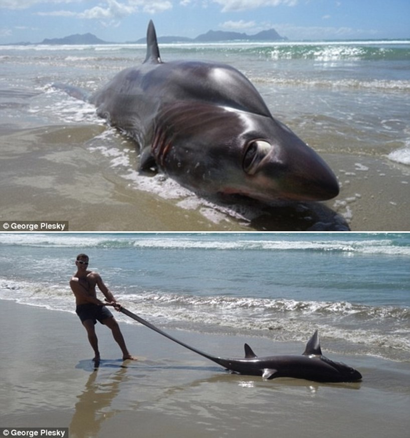 TURISTI VRIŠTALI kad se na plaži pojavilo buljooko čudovište iz dubina, evo o kojoj se životinji radi!