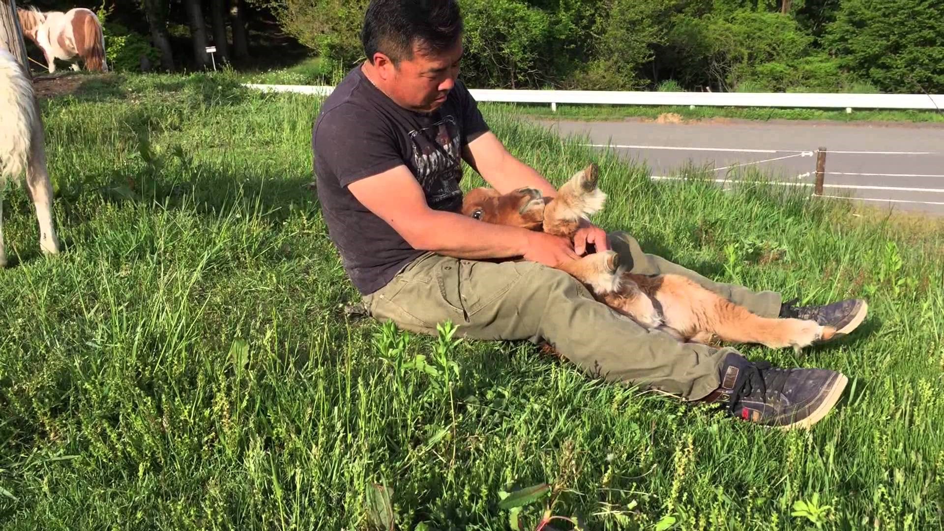 VIDEO: Nema bolje od češkanja trbušči.. čekaj, to nije pas!