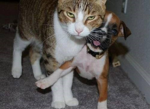 Hehehe, micek, opet ti malo šapicu podmetnem!