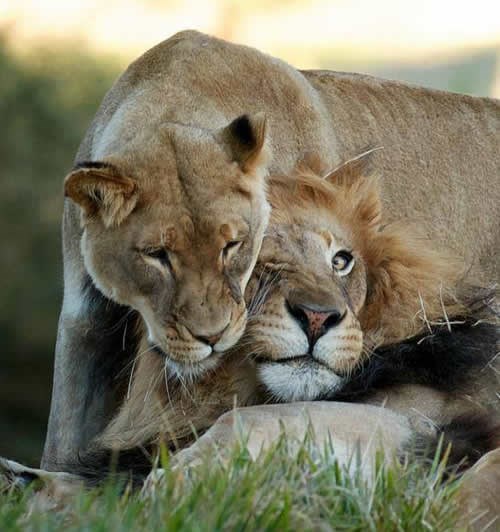 Šta radiš? Tekma? Ko igra? Šta je ofsajd? Ko su naši? HEJ!?