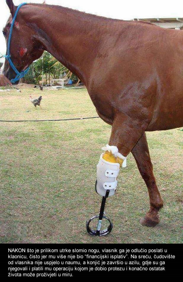 Ozlijeđenog konja spasili od klaonice - dobio novi život