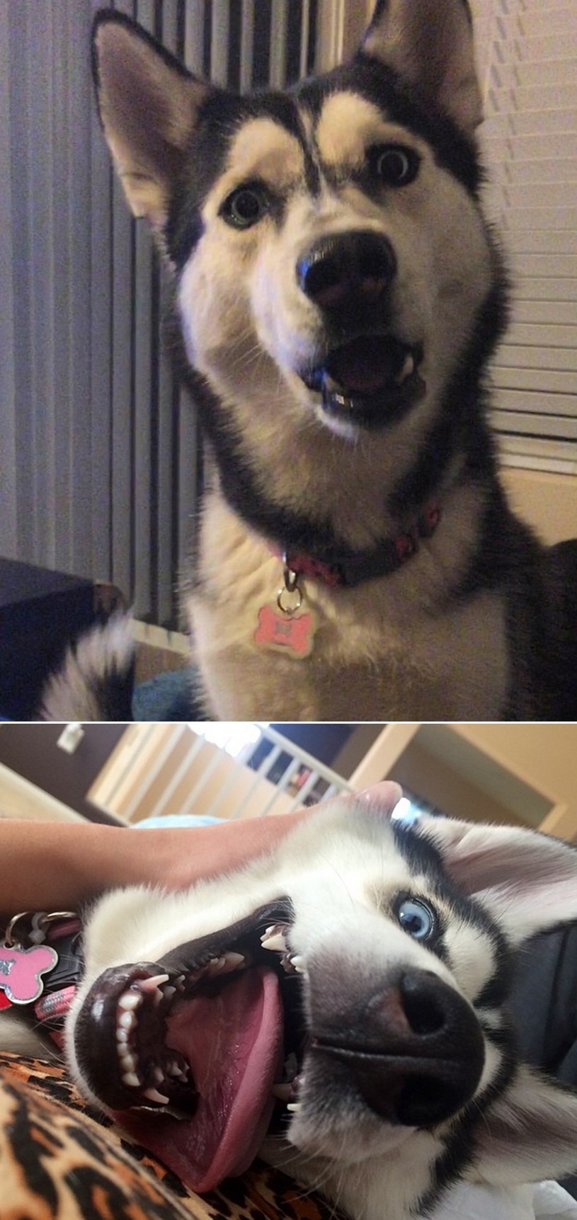 Točan trenutak u kojem pas shvaća da je nestao posljednji zalogaj sendviča!