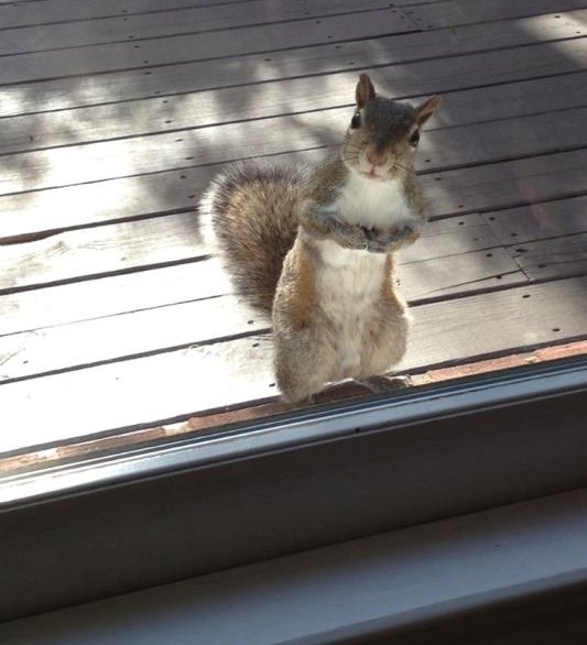 Lijepo molim puno lješnjakića, orahića...