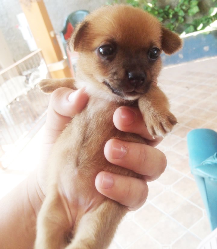 Majušni peso stigao u novi topli dom