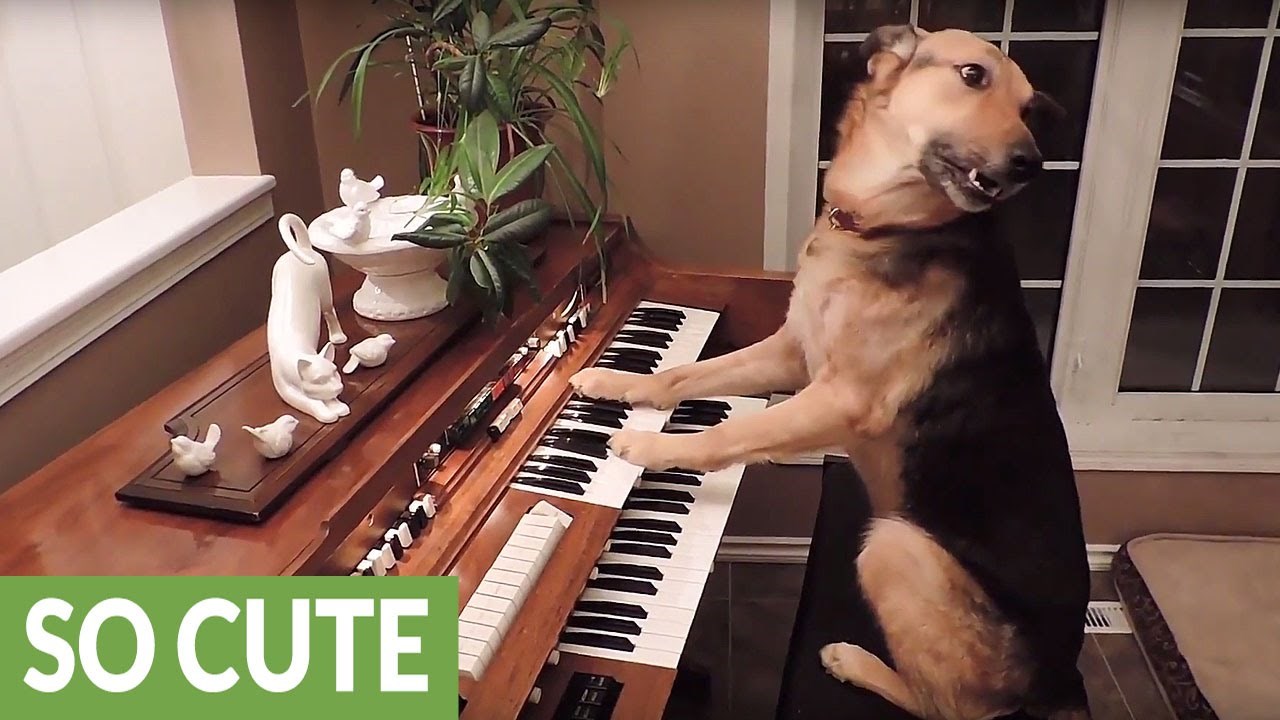 Kompilacija najpametnijih pasa na svijetu!