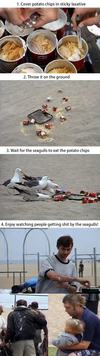 Galebove nahranili laksativom, ostatak vam je jasan