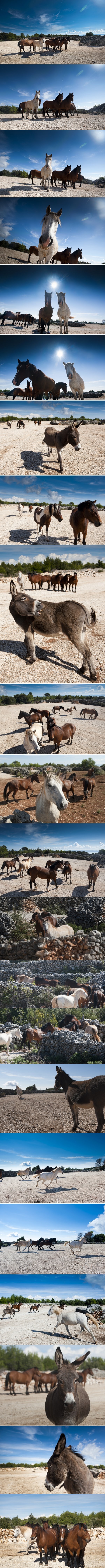 Prekrasni divlji konji i magarci s Hvara