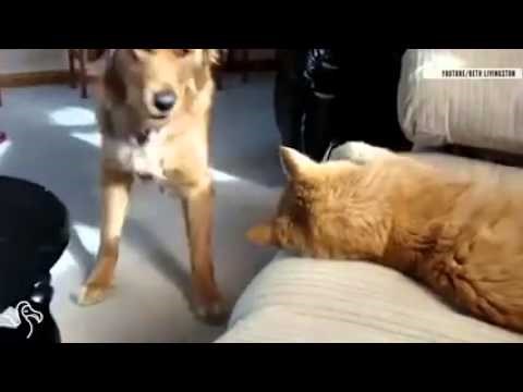 VIDEO: Rekle su ''ne'' tisuću puta. Tisuću i prvi neće