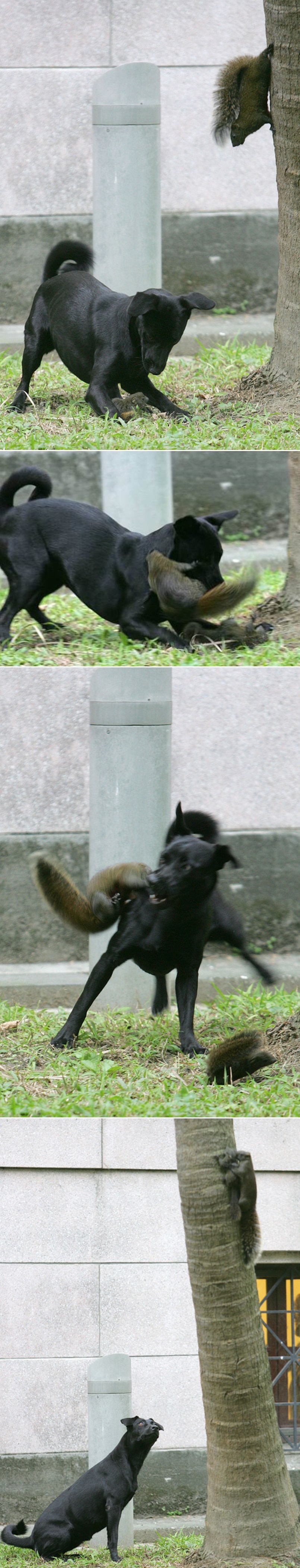 Hrabra vjeverica skočila u pseće ralje da spasi svoje mladunče!