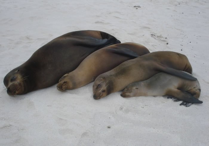 Cijela obitelj na spavancu, poredani kao sardine