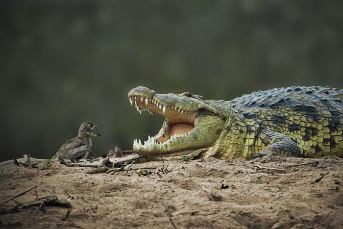 Gladni duet: Krokodil i ptičica zapjevali o ručku