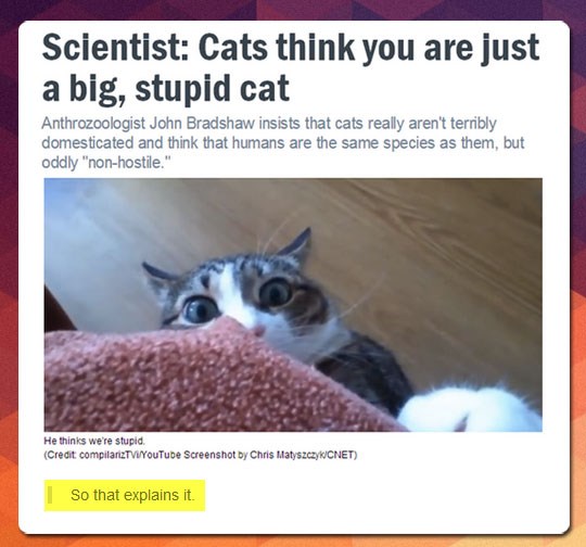 Za mačke smo samo velike, glupa mačketine?