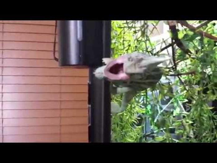 VIDEO Znate li kako se glasa ljuti kameleon? Ovaj lik je snimio svog nervoznog kućnog ljubimca!
