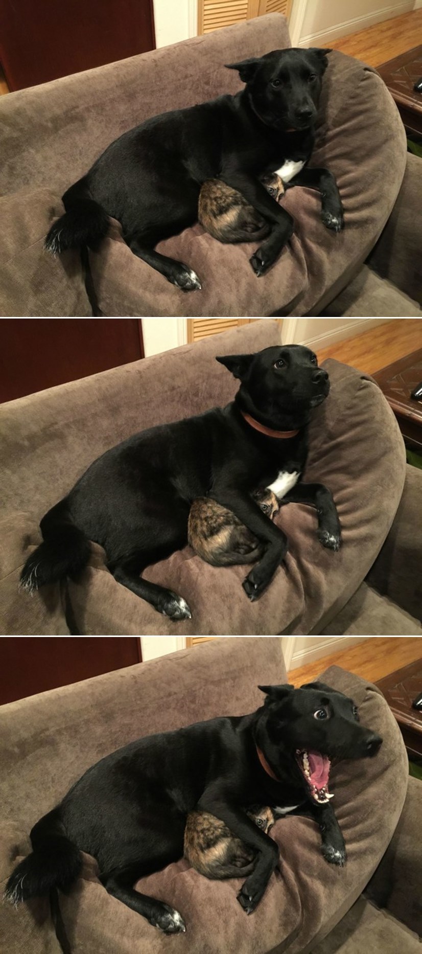 GALERIJA: Plahu macu zaštitio od grmljavine i još priča viceve da je smiri