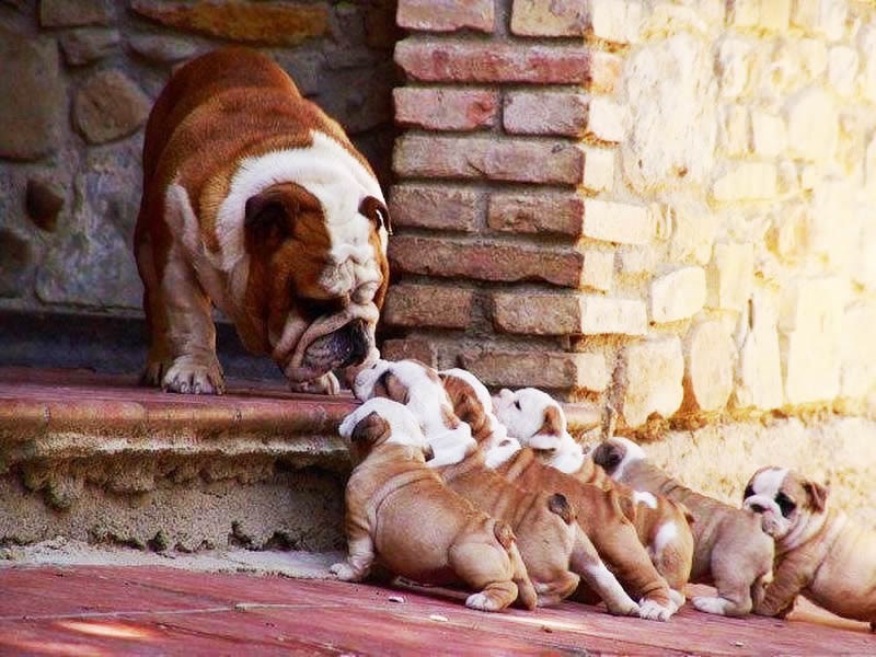 Žao mi je, dječice ali tata mora na posao zaraditi za papicu