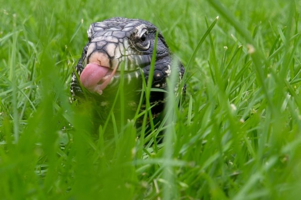 Teju gušter skriva se među travom i gazdi plazi jezičinu