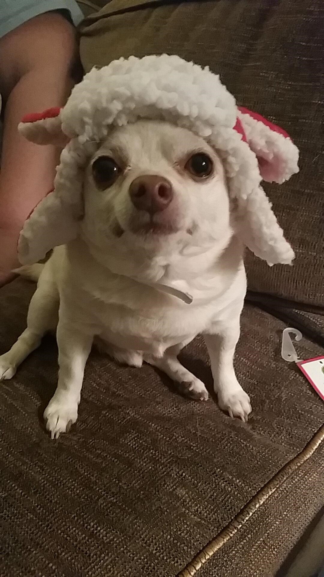 Spreman za bijeli Božić