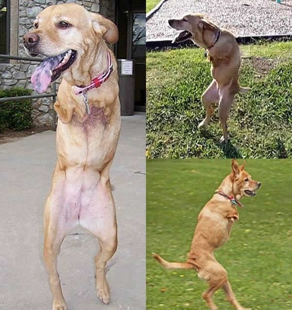 Pas koji hoda na stražnjim nogama postao miljenik vojnika