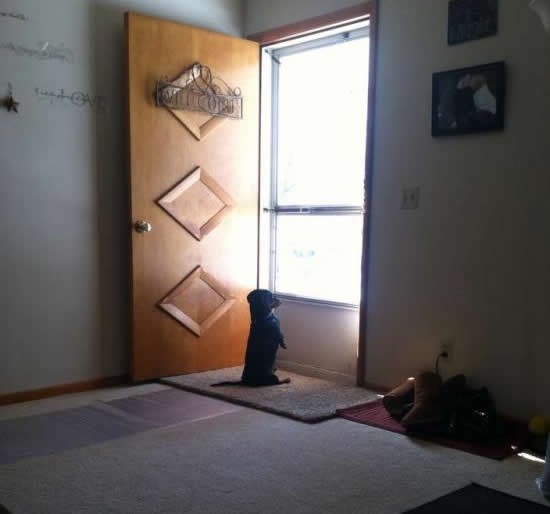 Vjernost do beskraja: Psić čeka vlasnika