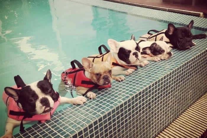 Škola plivanja za pse "Doggy style"