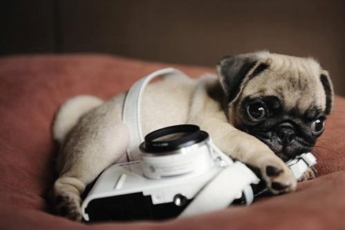 Mopsić se bacio u fotografske vode: Lako izmami smiješak