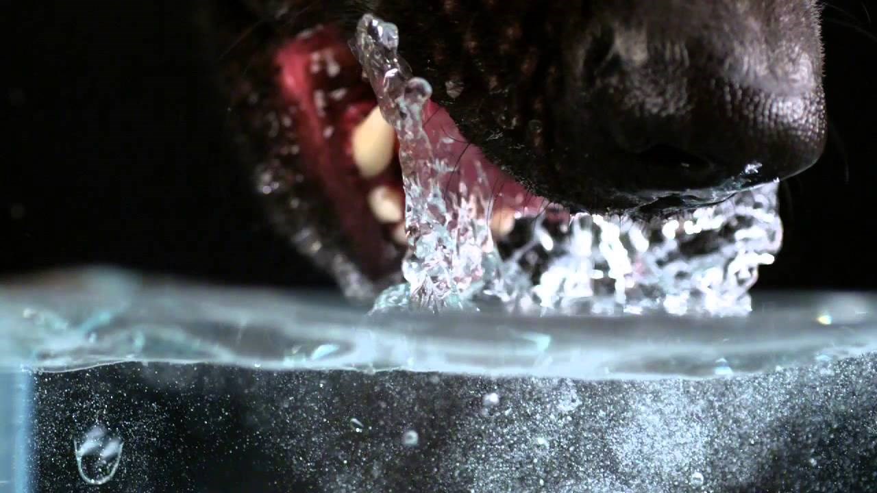 VIDEO: Nevjerojatan pogled na običnu radnju psa