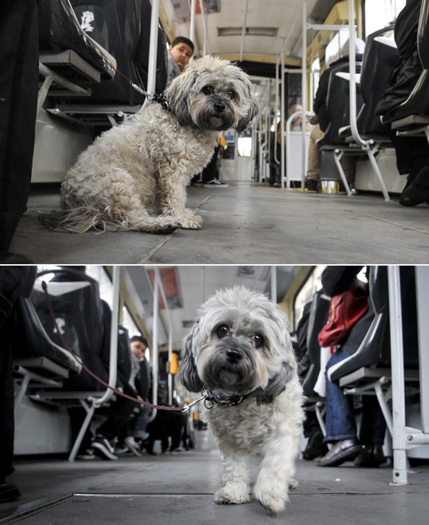 Preslatki psić uživao u vožnji tramvajem