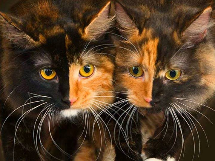 Dvije mace, četiri lica