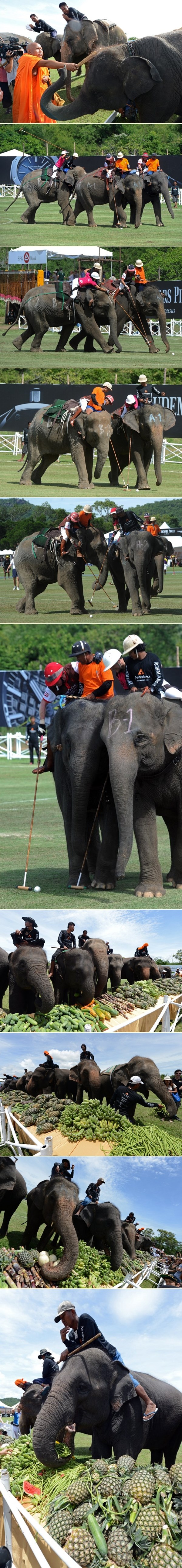 Slonovi nakon partije pola navalili na slasnu voćnu gozbu