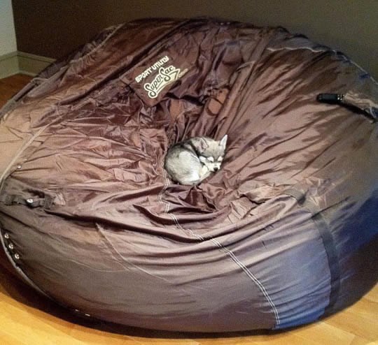 Mali psić s velikim planovima