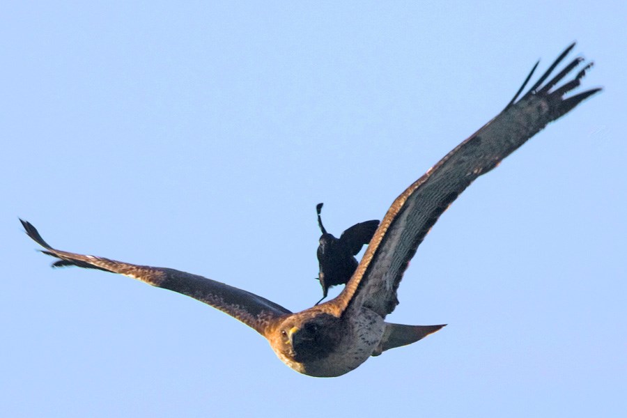 Sokol ga nije volio: Brže, slijedi onaj taksi!