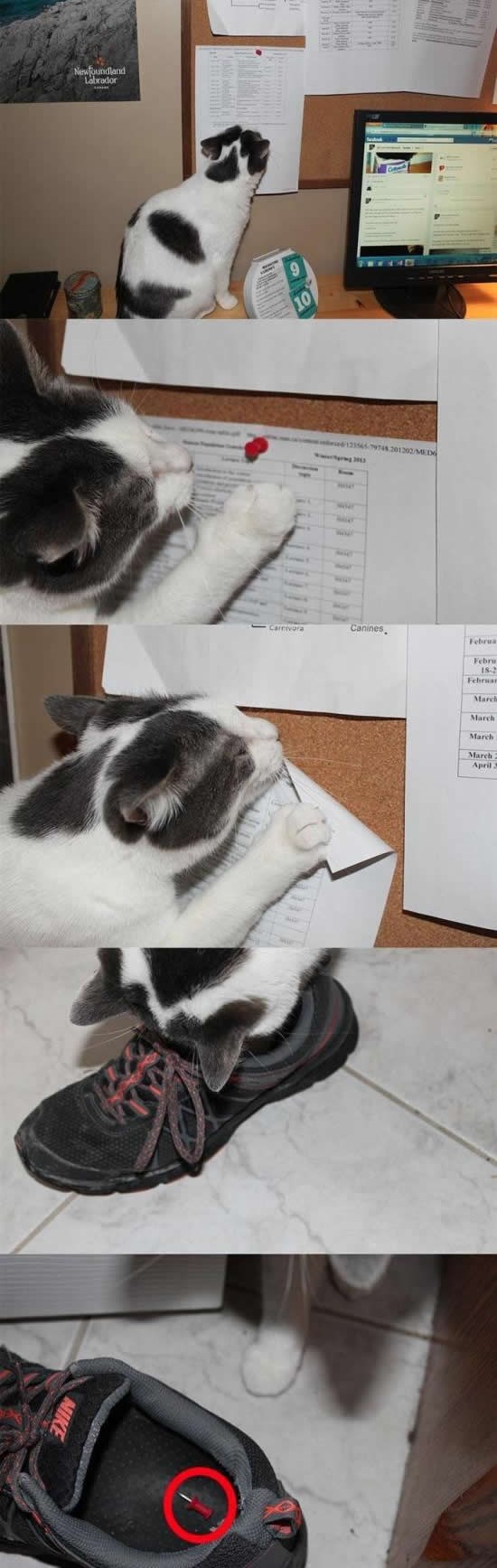 Mačka ili Sotona s lijepom dlakom?