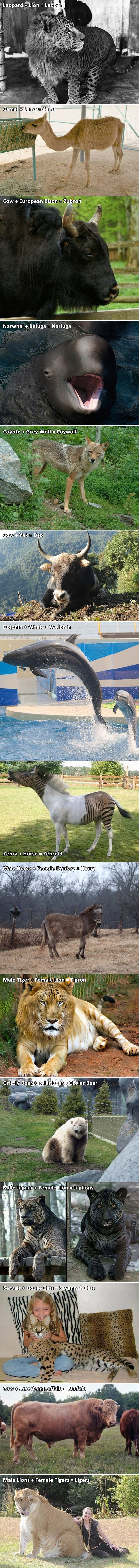 OVO NIJE ZNANSTVENA FANTASTIKA: Životinjski hibridi koji zaista postoje