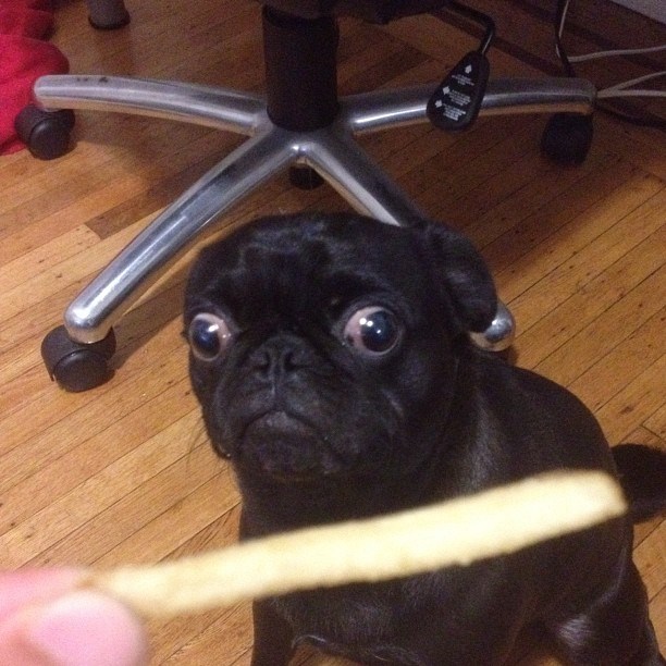 Oči mu ispale iz glave: Psić suočen s krumpirićem