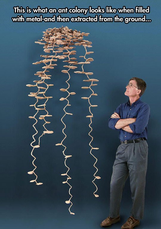 Kako zapravo izgleda mravinjak?