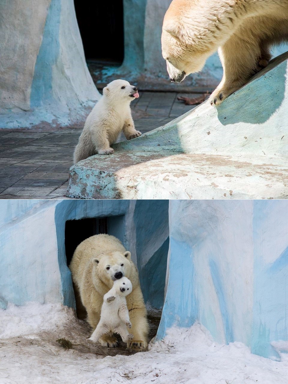 Beljio se mami, pa dobio za uho