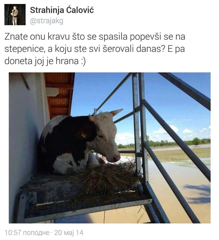 Slavnoj spretnoj kravici donijeli hrane!