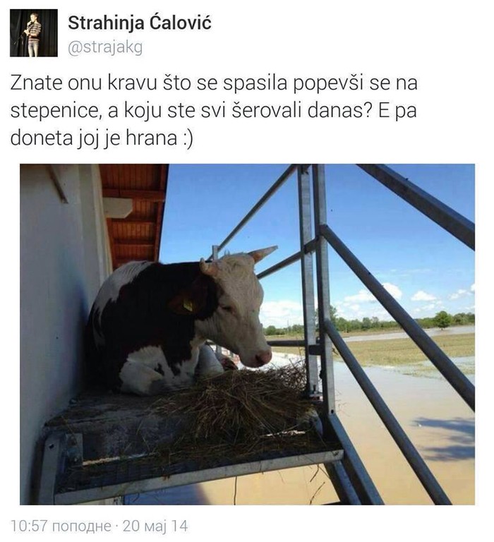 Slavnoj spretnoj kravici donijeli hrane!