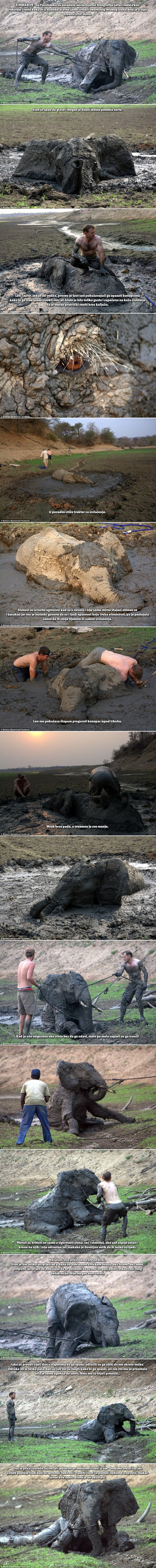 GALERIJA: Očajnička borba za spas slona - vodiči riskiraju život da ga izvuku iz blata!