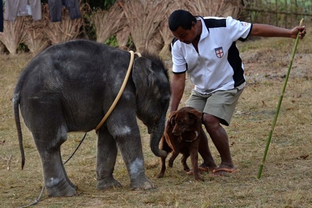 Napuštenog slonića Srećka spasili dobri ljudi