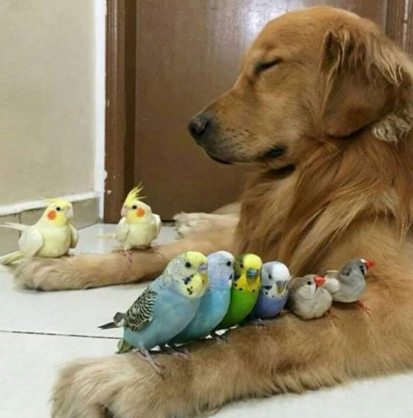 Pomažu mu meditirati