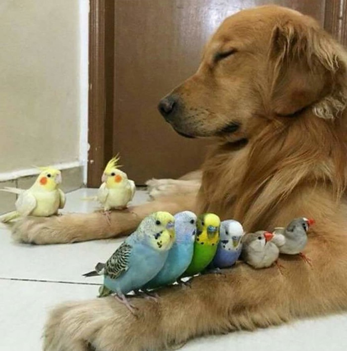 Pomažu mu meditirati