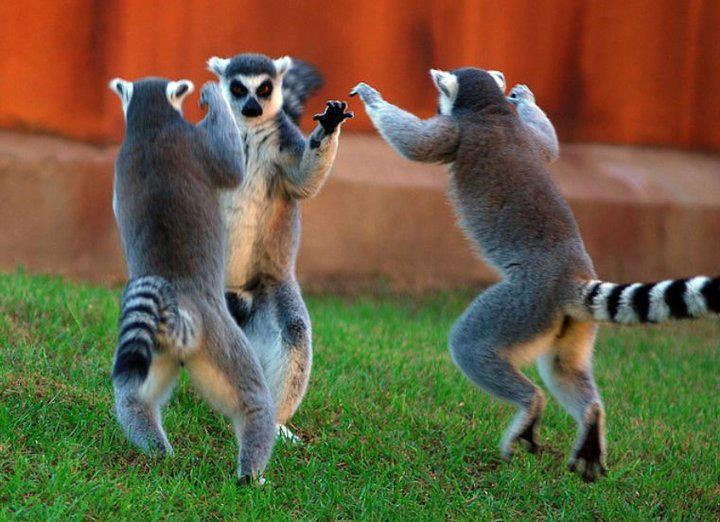 Pleši, pleši linđo, daj zapleši linđo!!