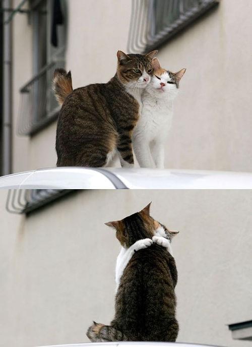 Pali i pusica i zagrljaj: Neizmjerna mačja ljubav